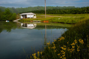 Picture of irrigation pond by apple orchard