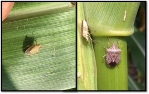 Cover photo for Scout Before Spraying Stink Bugs in Corn