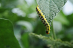 Cover photo for Important Changes to Insecticide Recommendations for Corn Earworm and When to Treat