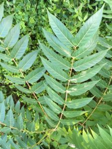 Tree-of-Heaven is an invasive, fast growing tree whose leaflets have smooth edges, or margins, and have a distinctive tooth at the base of each leaflet.