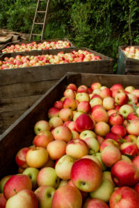 Picture of apples in bins