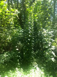 Wild lettuce can grow to heights of 12 feet or more. It is typically found in partly shaded locations. (Guy Lucas)