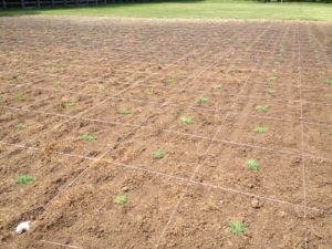 zoysia space plants