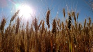 wheat image
