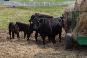 cows feeding