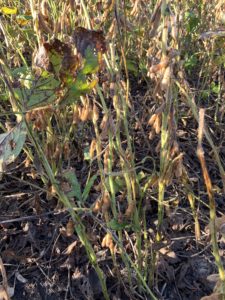 Cover photo for Soybean Green Stem