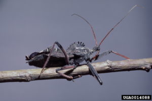 image of wheelbug
