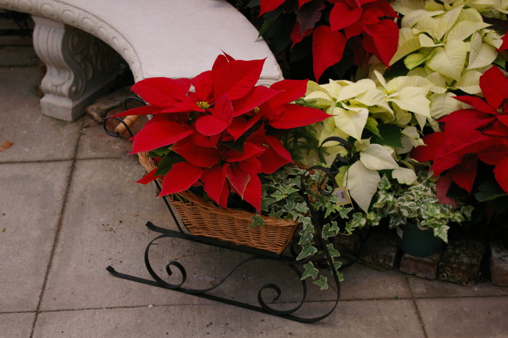 Poinsettia Care  N.C. Cooperative Extension