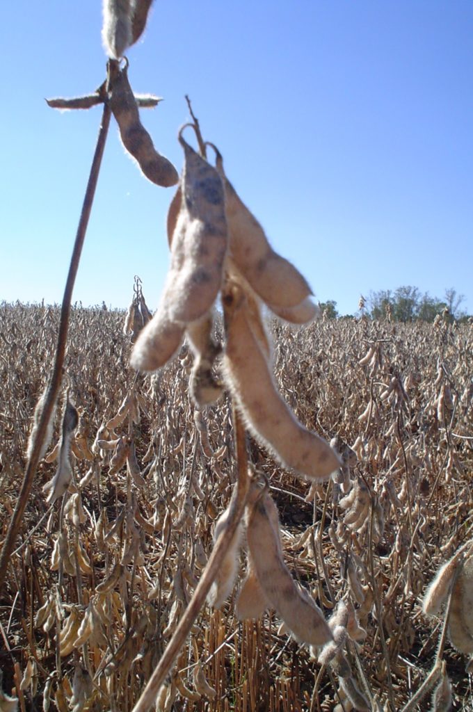 Soybeans ready for harvest in late October.