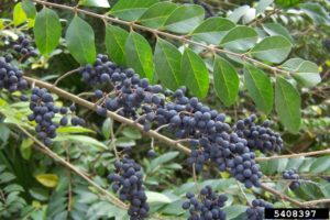 Chinese privet is invasive. It spreads by seed and by roots. This plant crowds out native plant species. This is a very common invasive plant in Caldwell County. Herbicides offer a practical means of control. (photo credit Karan A. Rawlins, University of Georgia, Bugwood.org)