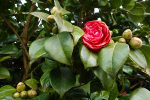 Common camellia