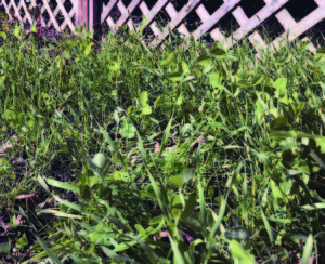 winter cover crop