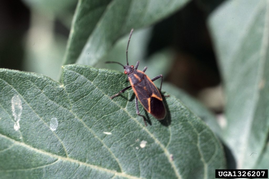 boxelder bug