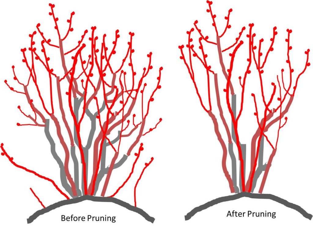 mature blueberry pruning before and after