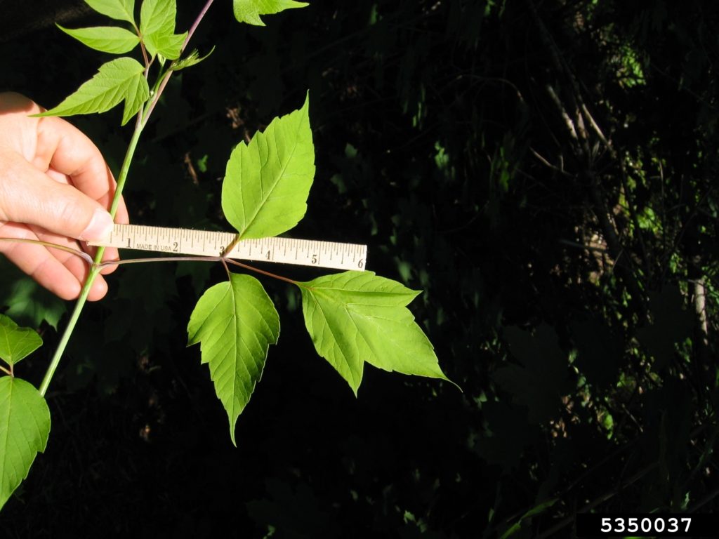 boxelder tree