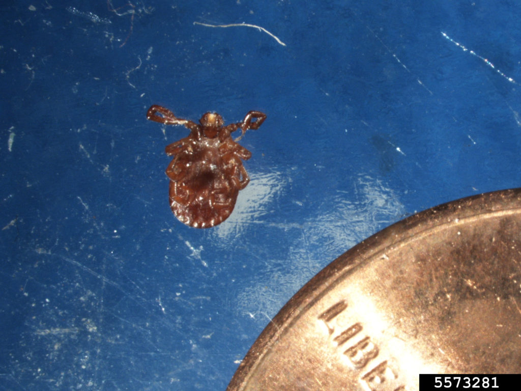 The Asian longhorn tick is a new invasive tick that has been found in 5 counties in NC. Credit (Eric R. Day, Virginia Polytechnic Institute and State University, Bugwood.org)