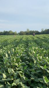 Cover photo for Foliar Feeding Soybeans at Beginning Pod: 2019 Research Update