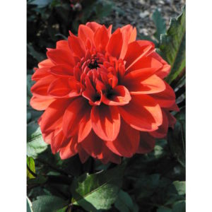 dahlia