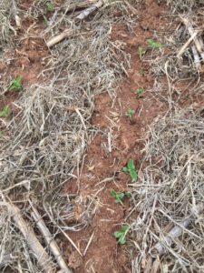 Cover photo for Webinar RECORDING: Assessing Freeze Damge in NC Grain Crops