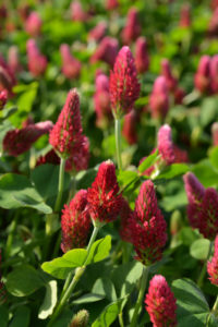 Crimson Clover
