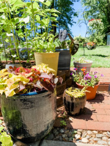 containers with flowers