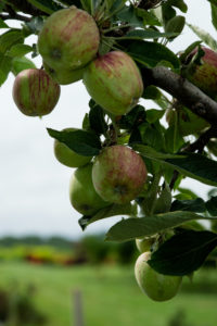Cover photo for WNC Orchard Insect Pest Populations - June 30, 2020