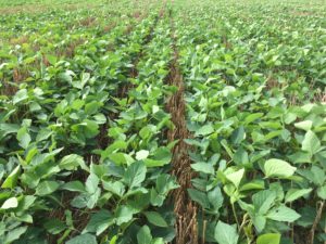 Cover photo for Mid-Season Soybean Management Webinar 6/24/2020