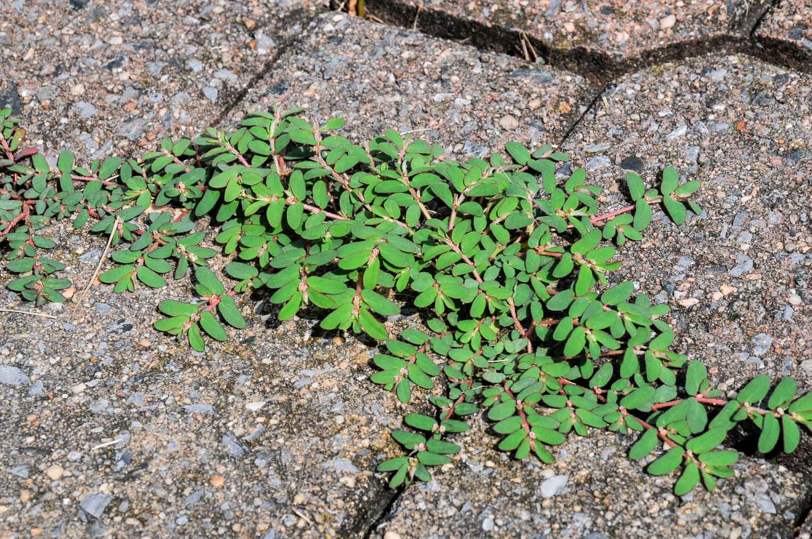 spotted spurge