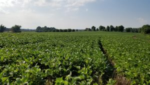 Cover photo for Video: Applying Foliar Fertilizers to Soybeans