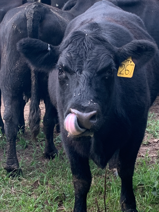 black angus calf licking nose