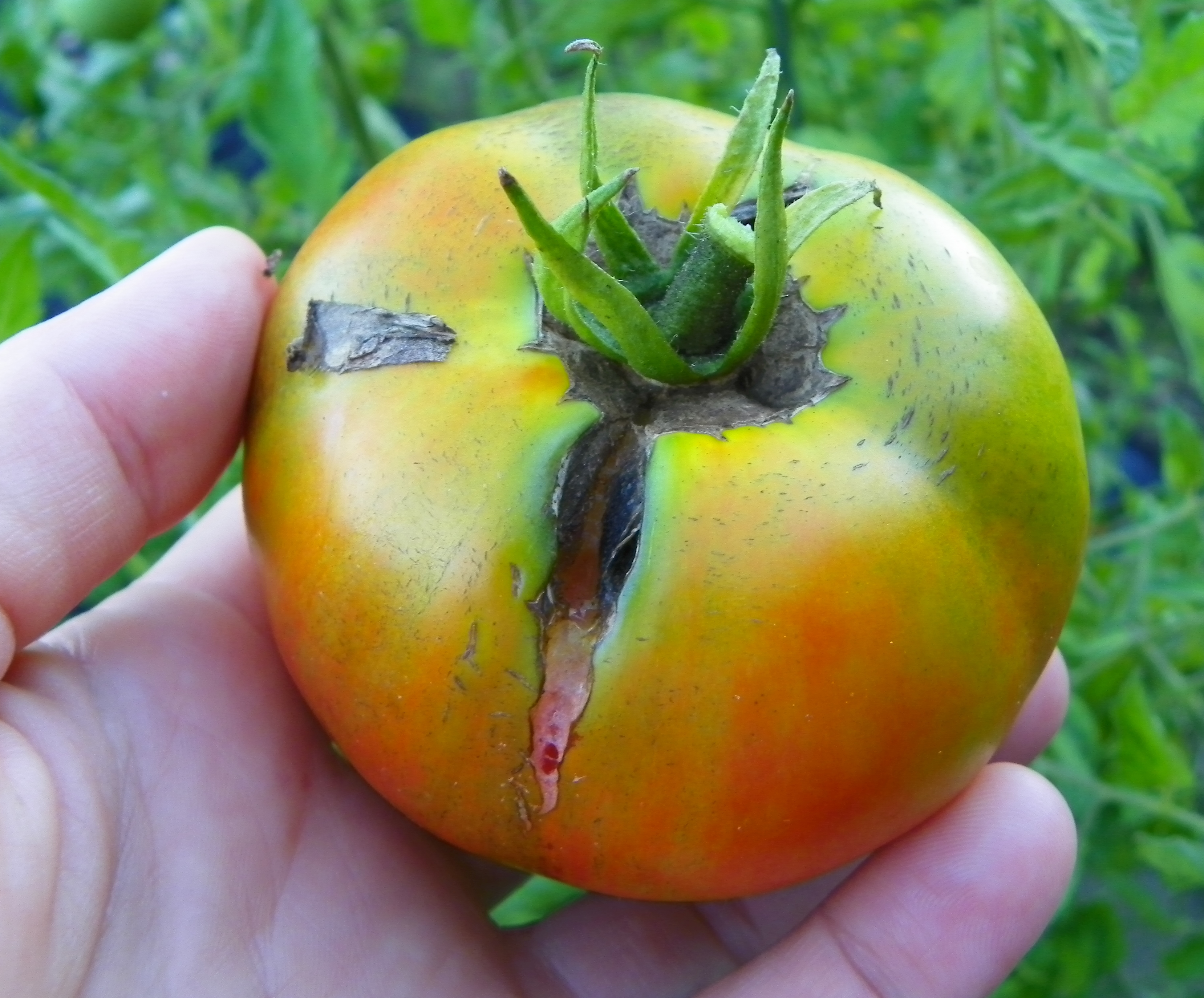cracking tomato