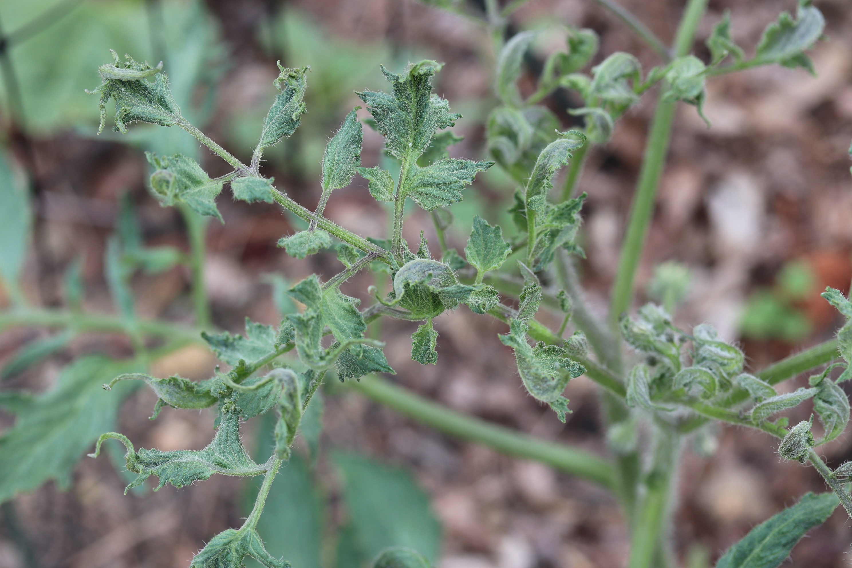 his tomato plant has the classic look of being affected by herbicide carryover. (Credit Dr. Joe Neal, NC State University, Professor of Weed Science and Extension Specialist) 