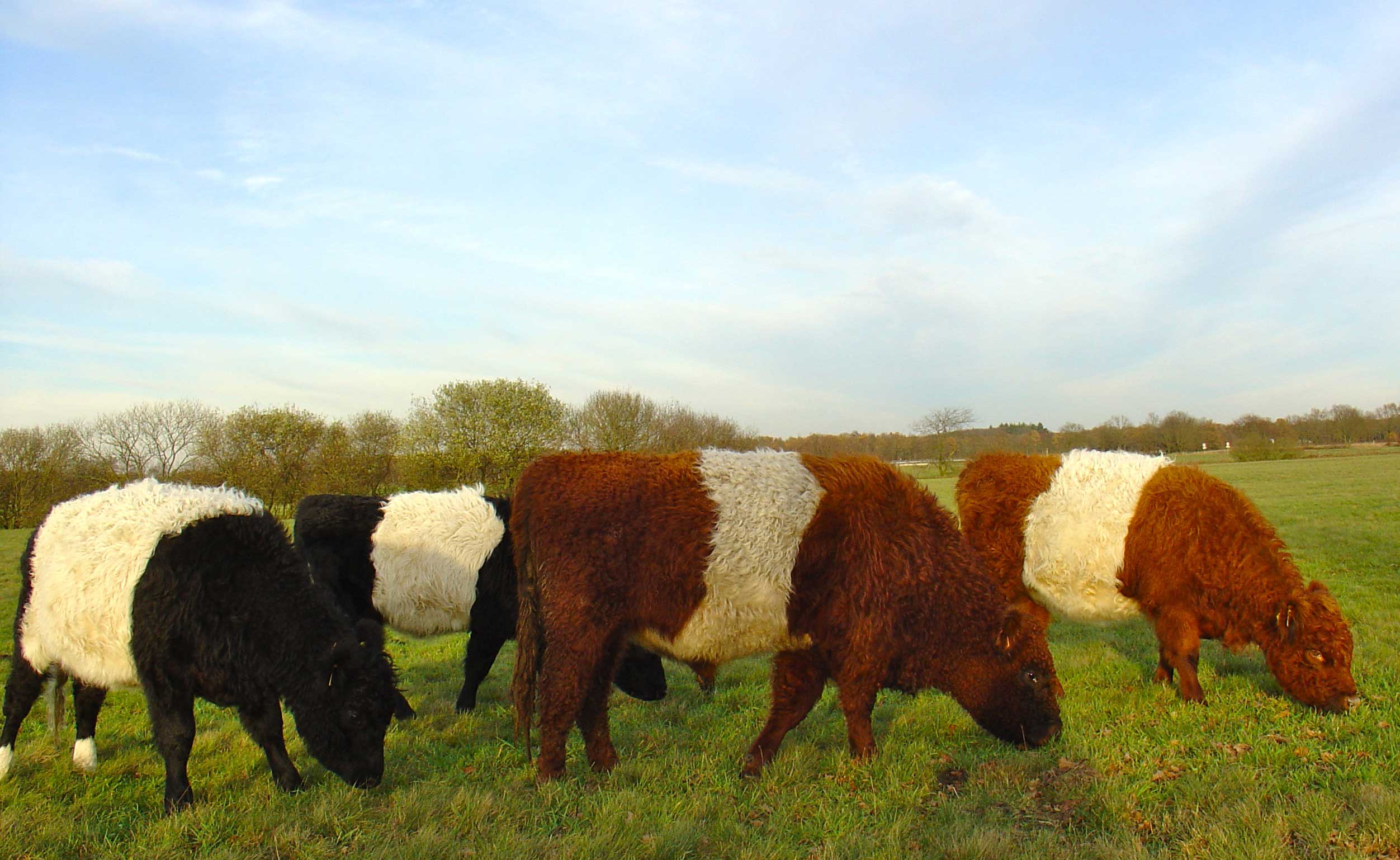 Belted galloway cattle