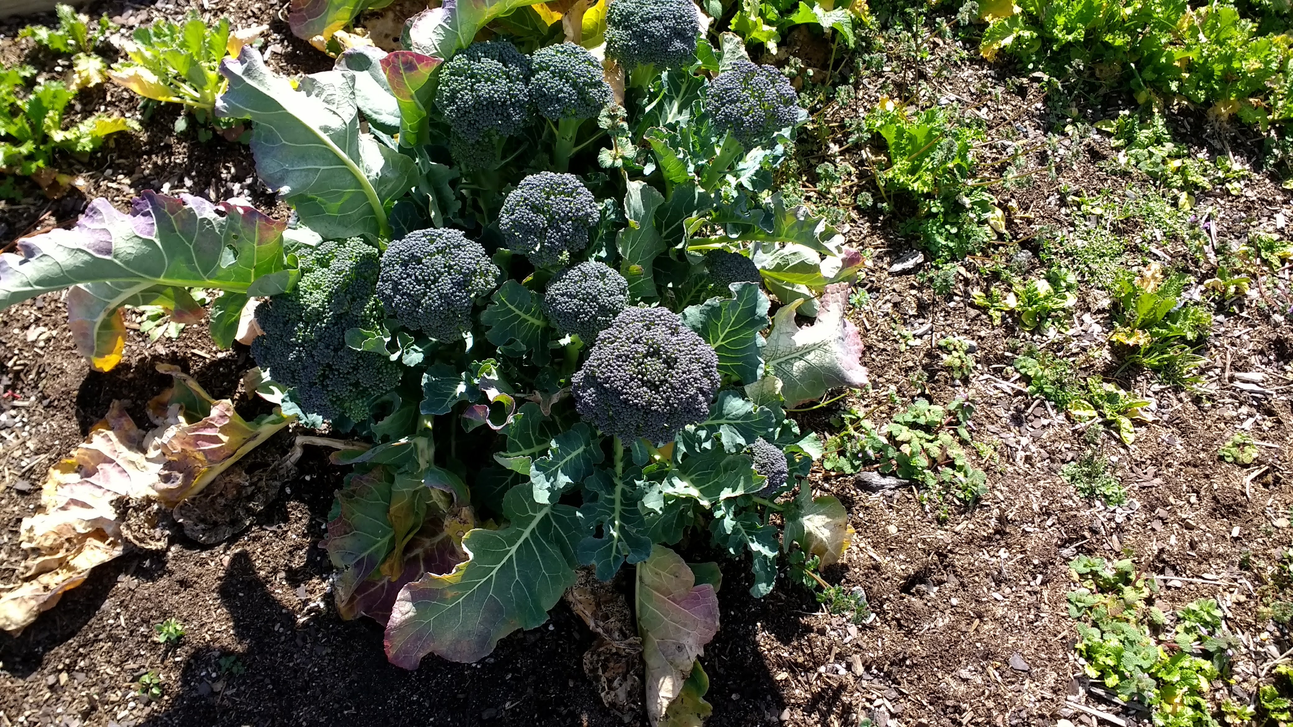 "8-12 weeks after seeding, you will have a healthy harvest of leafy greens like broccoli and kale"