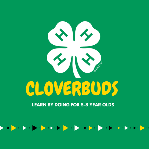 cloverbud graphic