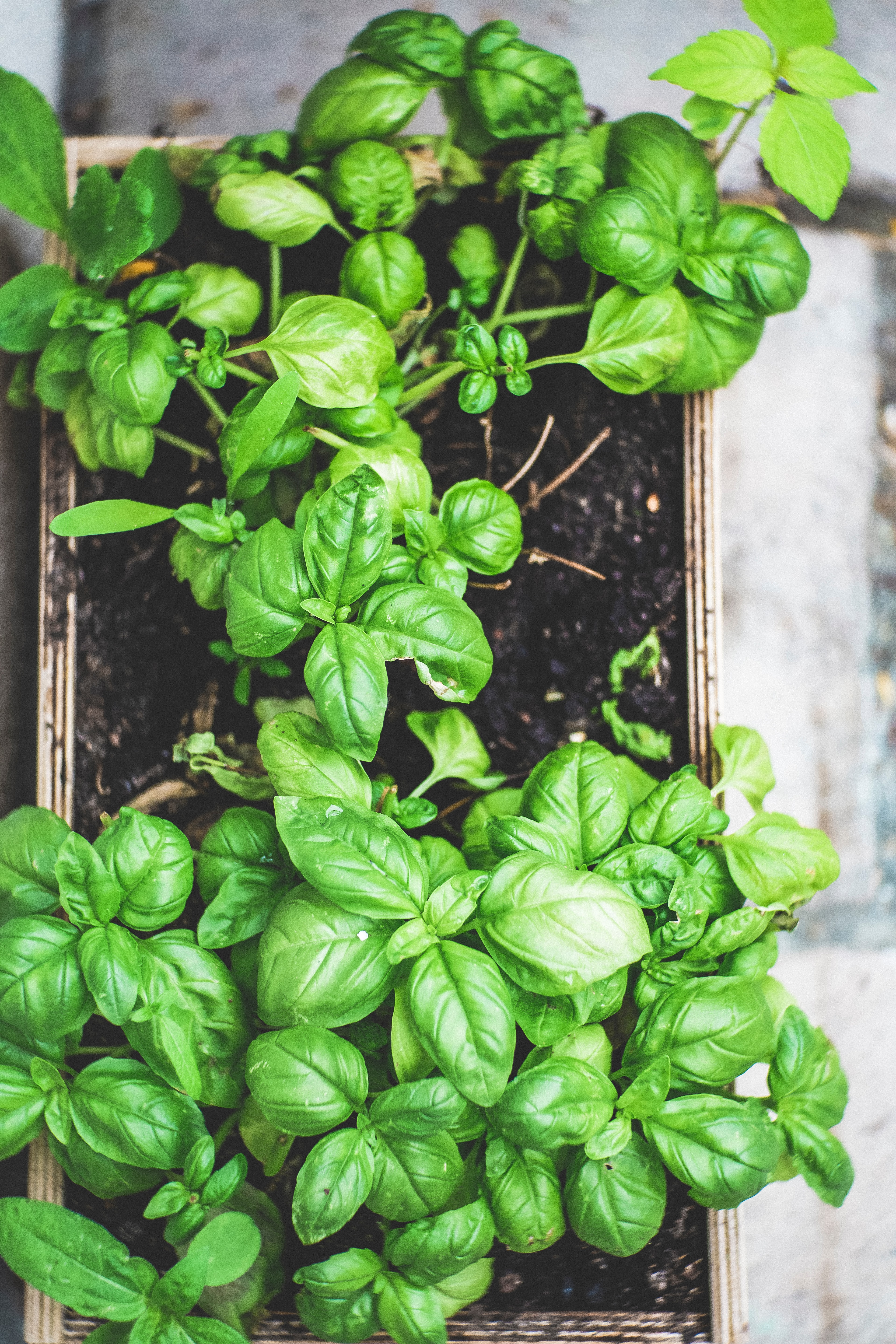 basil and tomato