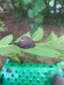 puss caterpillar
