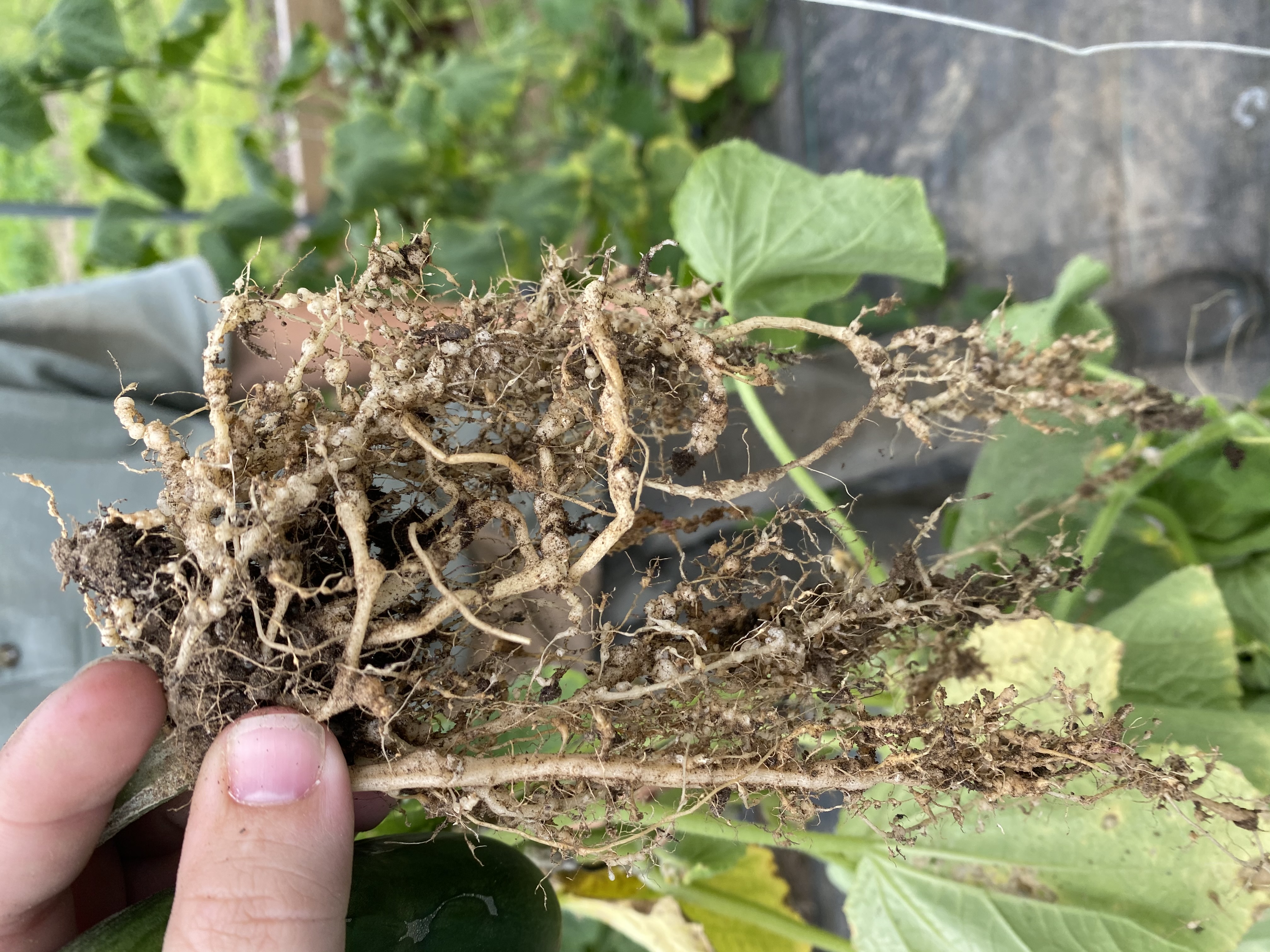 root nematodes on plant roots