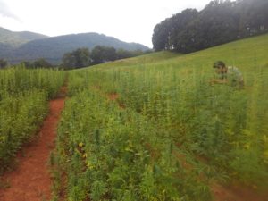 researcher inspecting hemp field