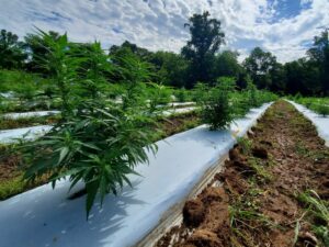 young hemp plants growing on raised beds covered with white plastic mulch