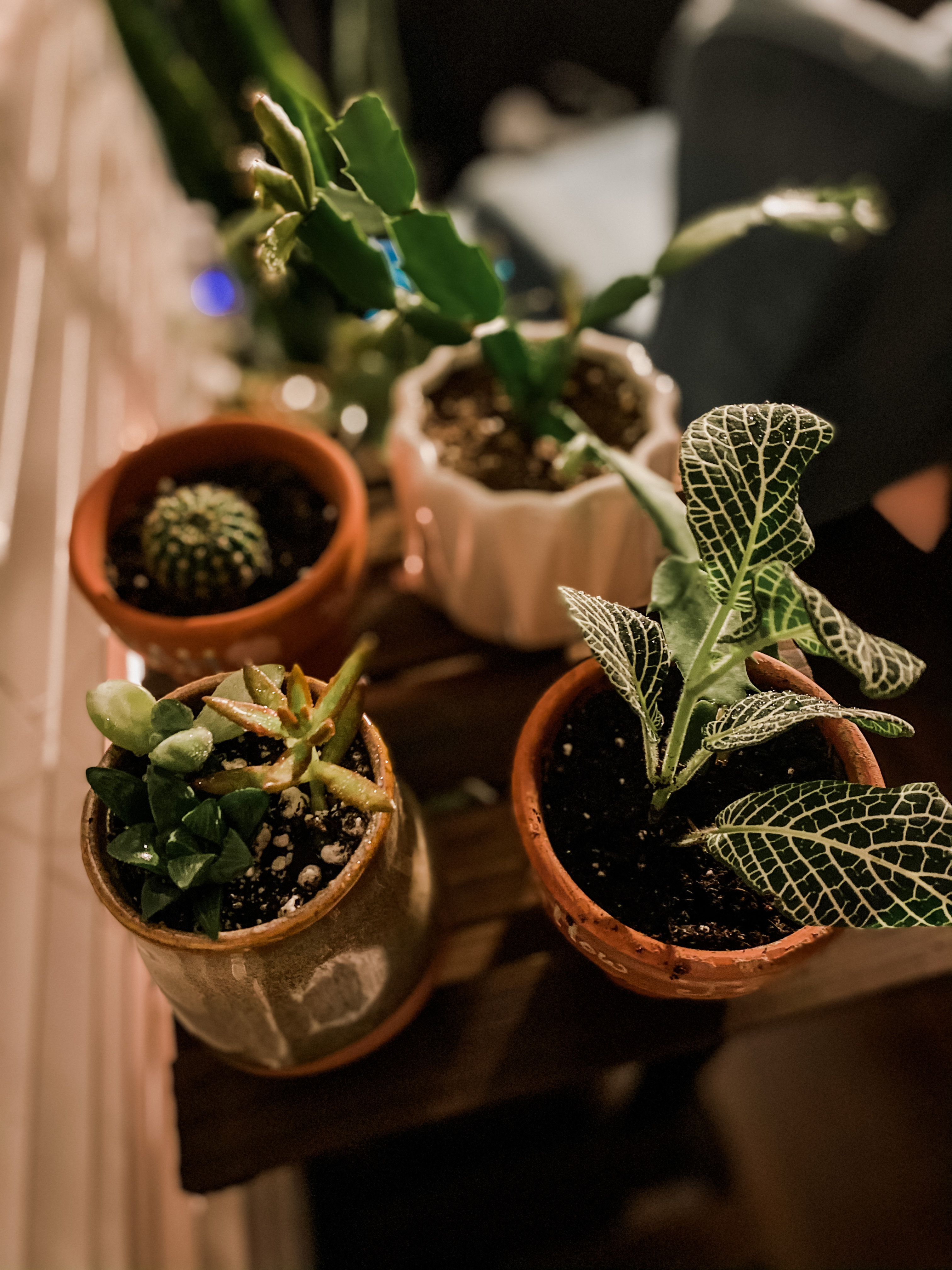 indoor plants