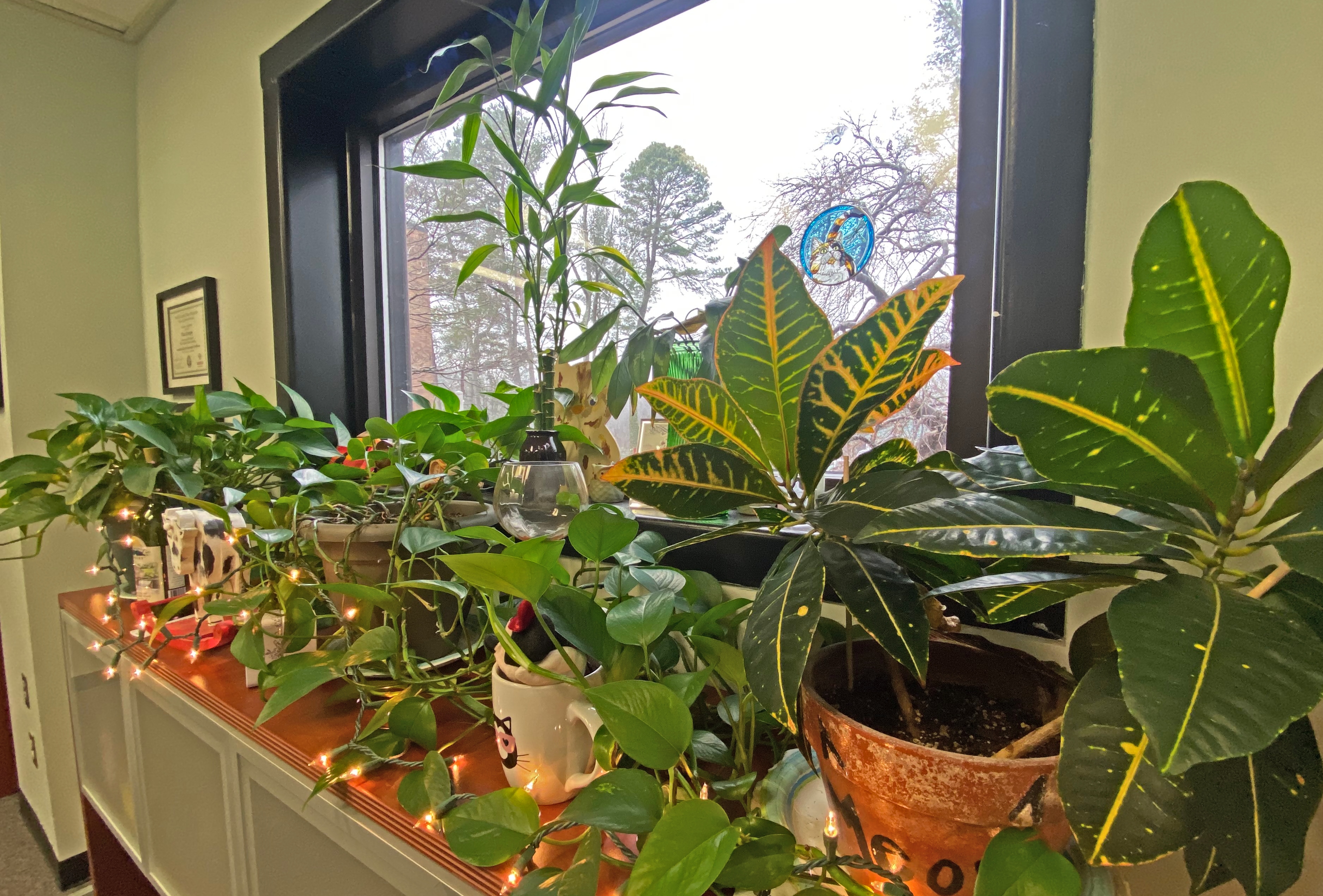 indoor plants