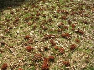 Holes in ground from Ground Bees