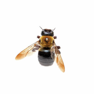 carpenter bee
