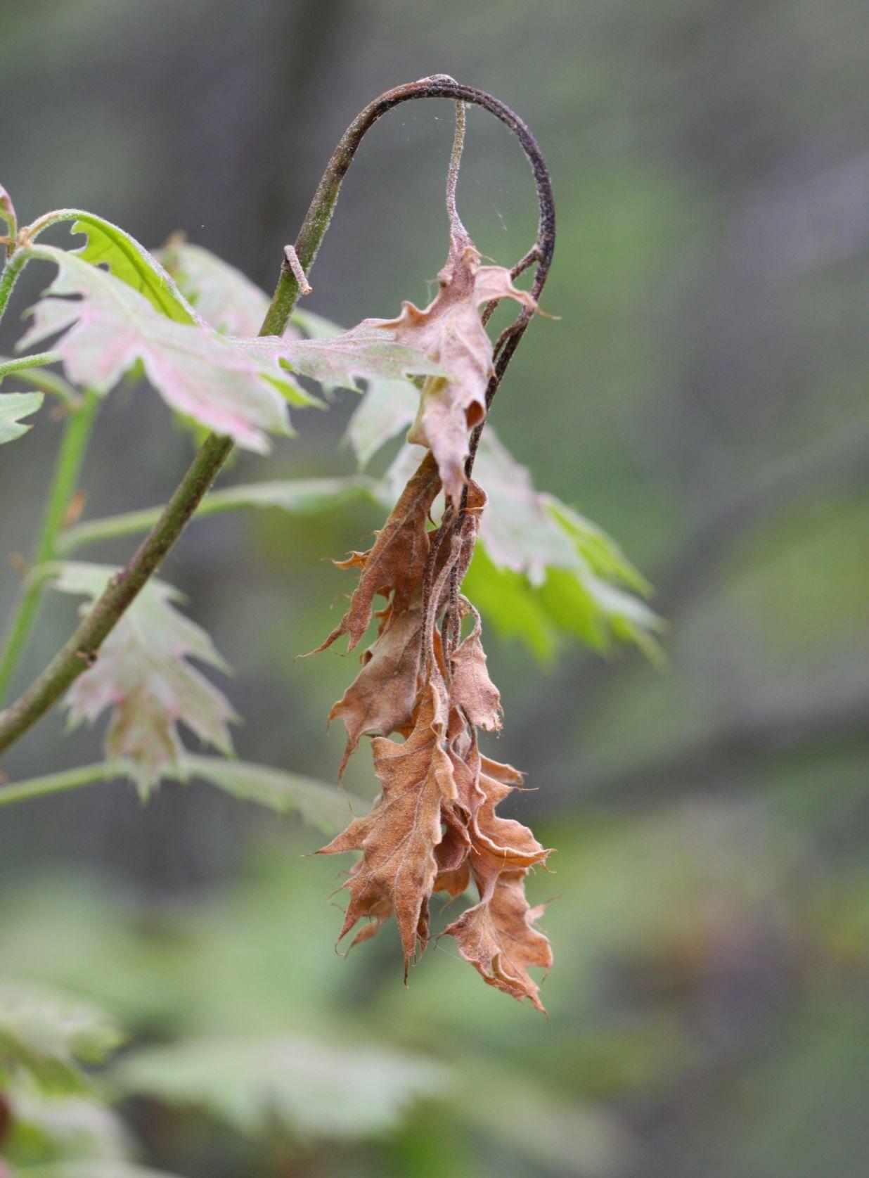 frost damage on plants