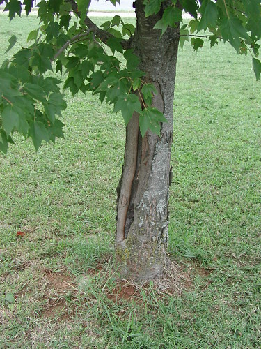 sunscald damage on tree