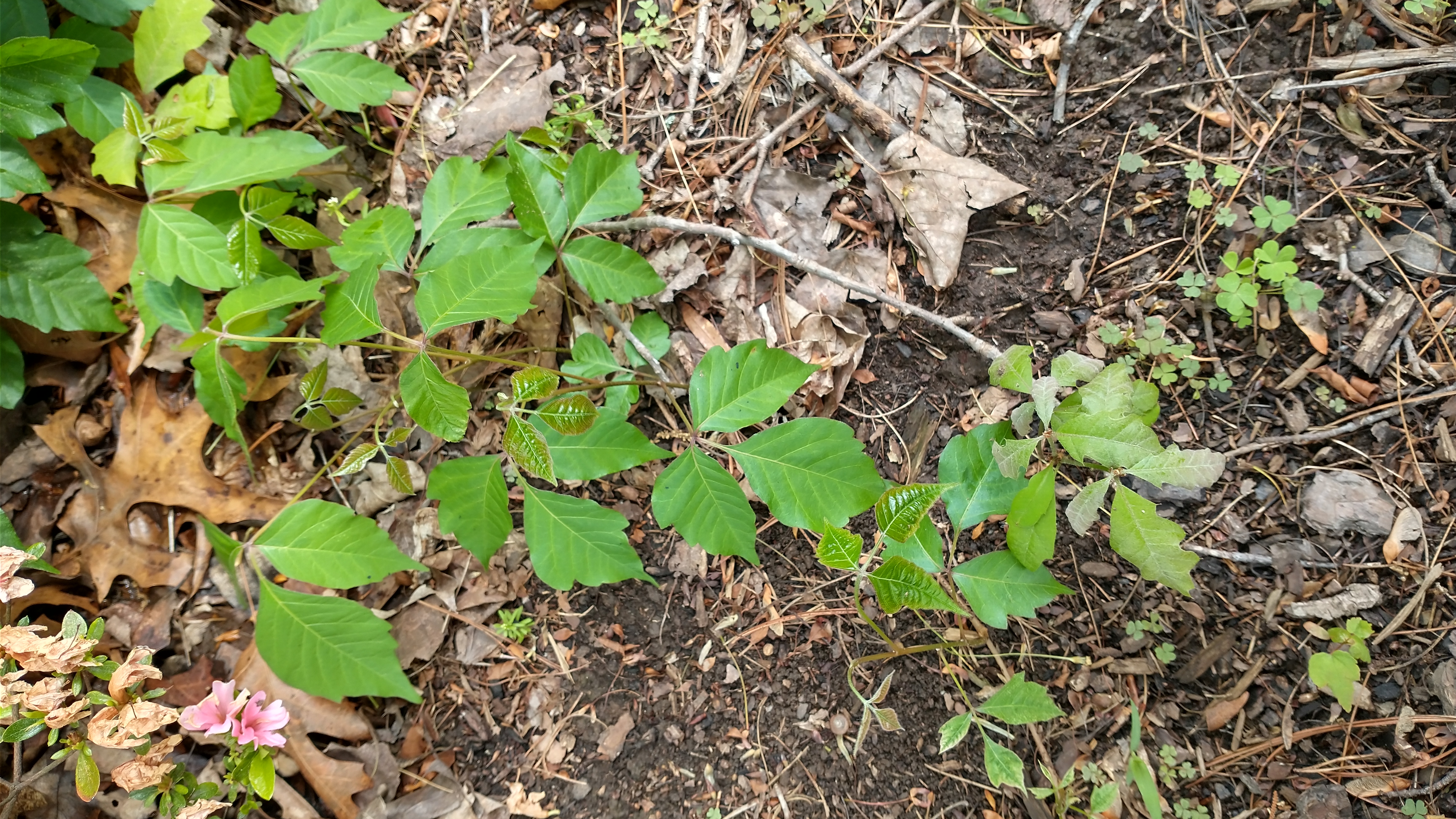 Poison ivy can be controlled now with a brushkiller herbicide. (Credit Seth Nagy)