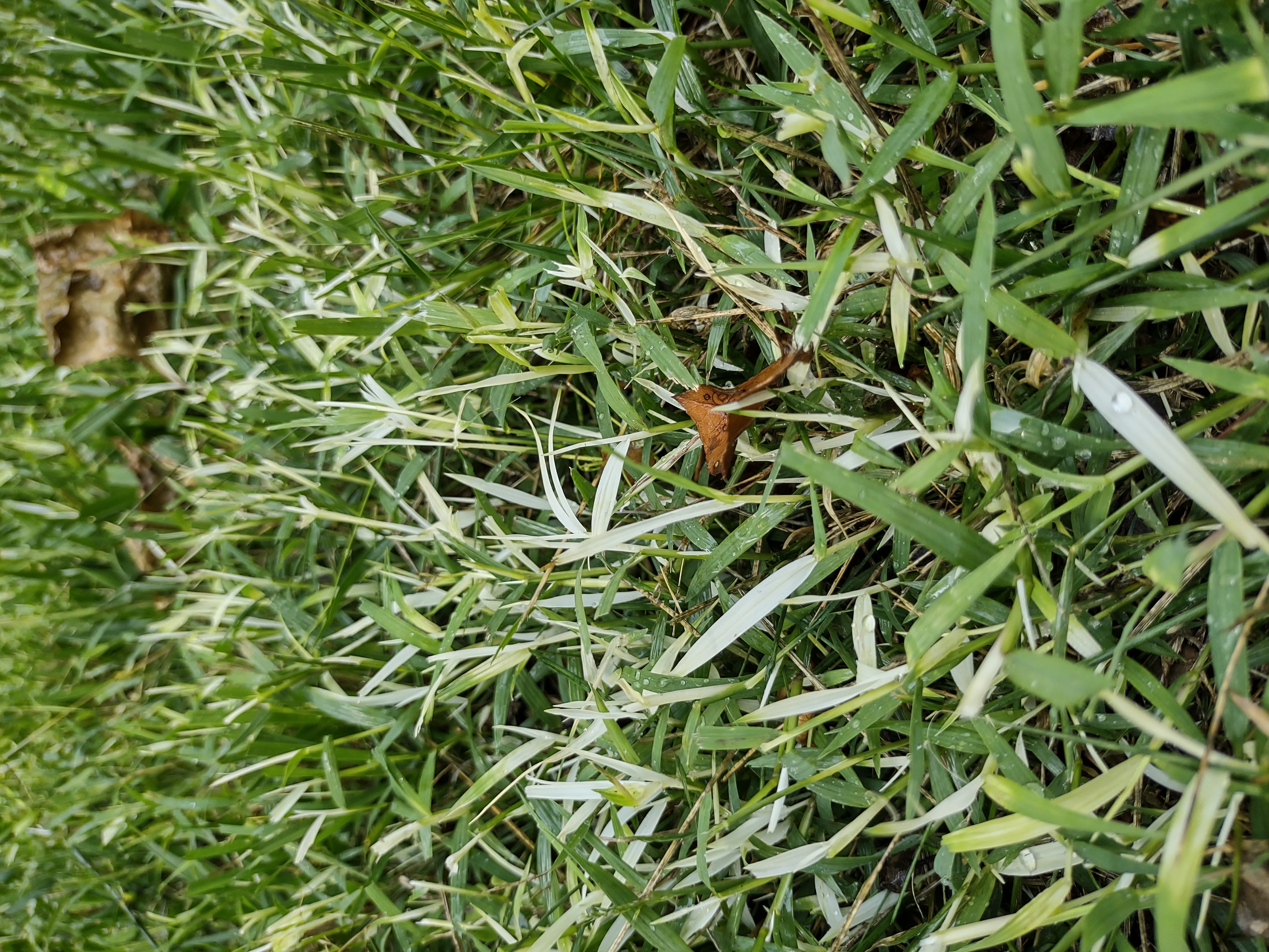 white leaf grass