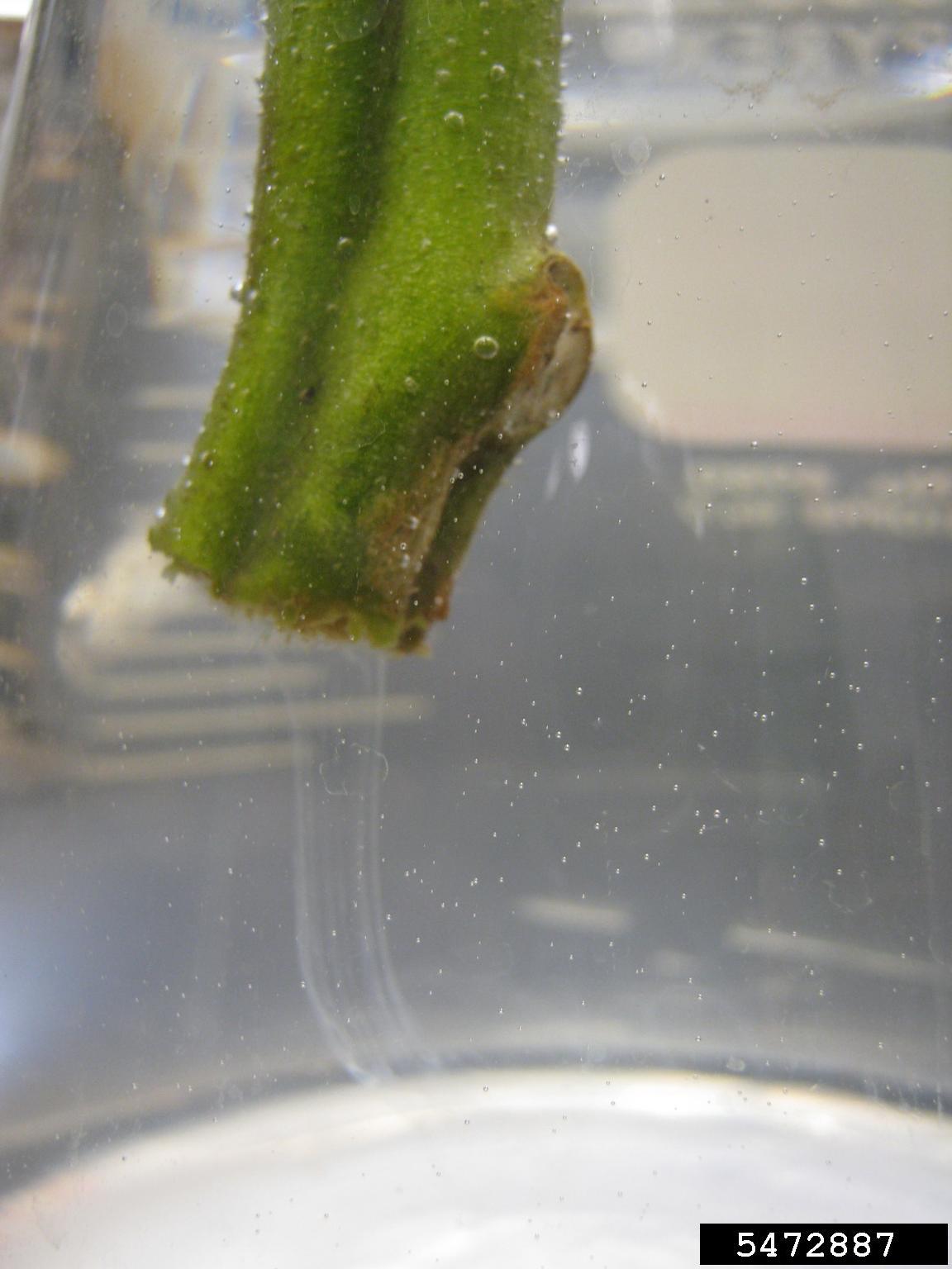 photo credit: Jason Brock, University of Georgia, Bugwood.org Caption: The white slimy substance observed here is a strong indicator of the southern wilt bacterium is present.