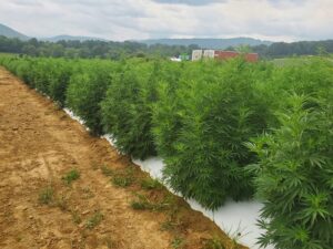 floral hemp in the field